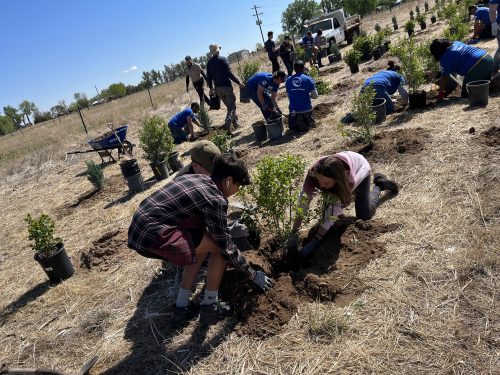 Planting Trees IMG 1539